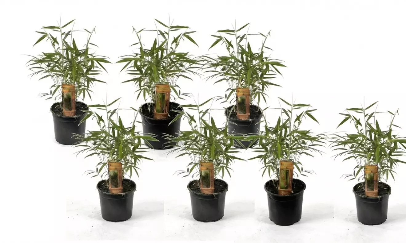 1 o 2 plantas de Fargesia Red Dragon