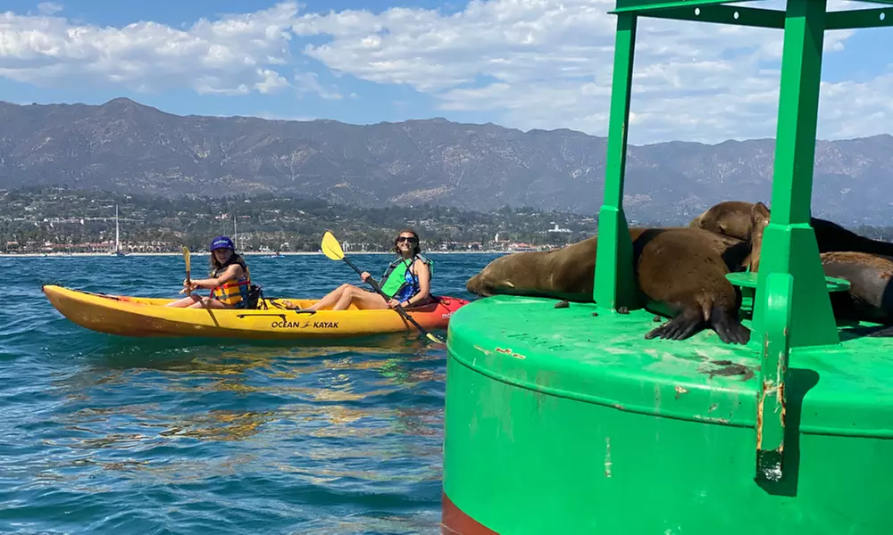 Sea Lion and Wharf Kayak Tour for a Child Or One, Two, or Four Adults
