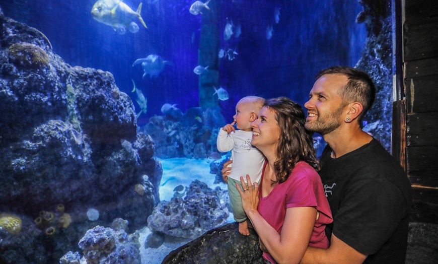 Image 2: Ticket für 1 Kind oder 1 Erwachsenen für das  „SEA LIFE Hannover“