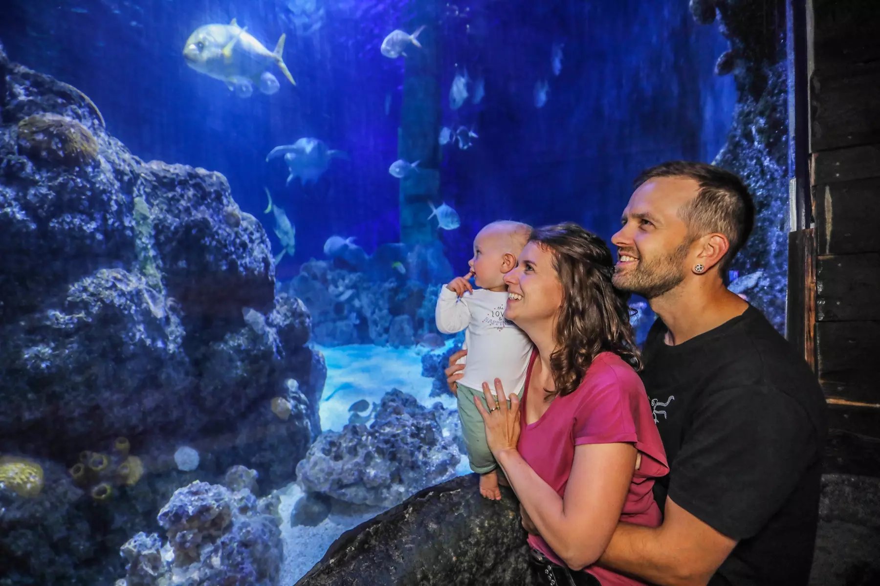 Ticket für 1 Kind oder 1 Erwachsenen für das  „SEA LIFE Hannover“