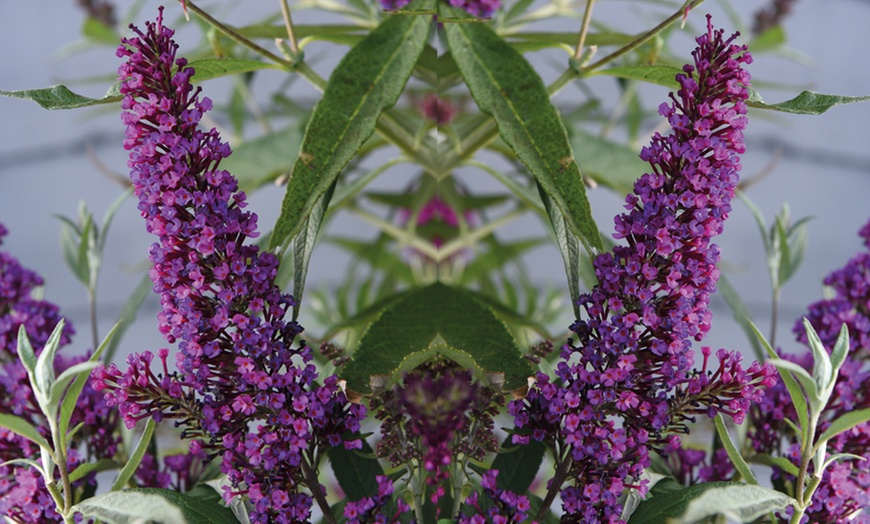 Image 3: One or Three Buddleja Butterfly Tower Plants