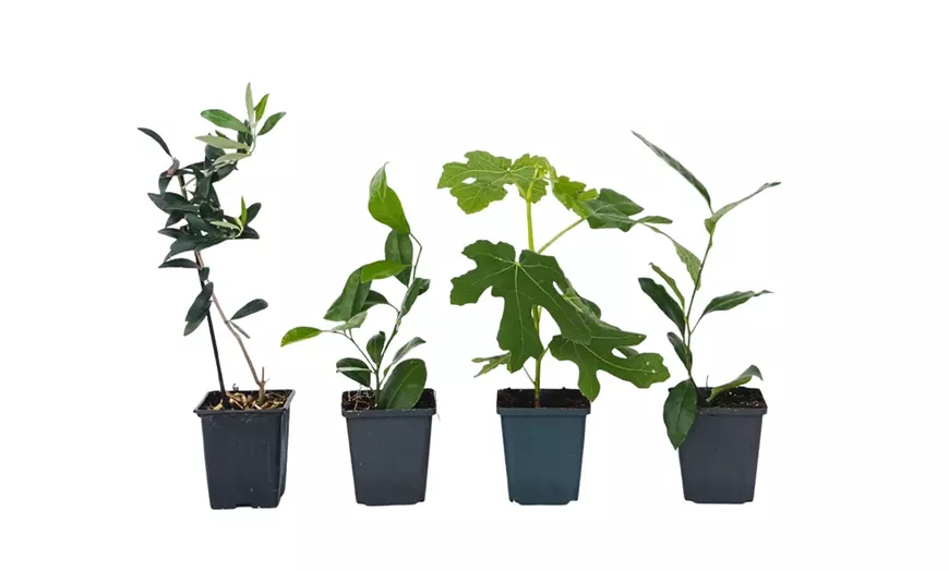 Image 3: Lot de 4 arbres fruitiers 