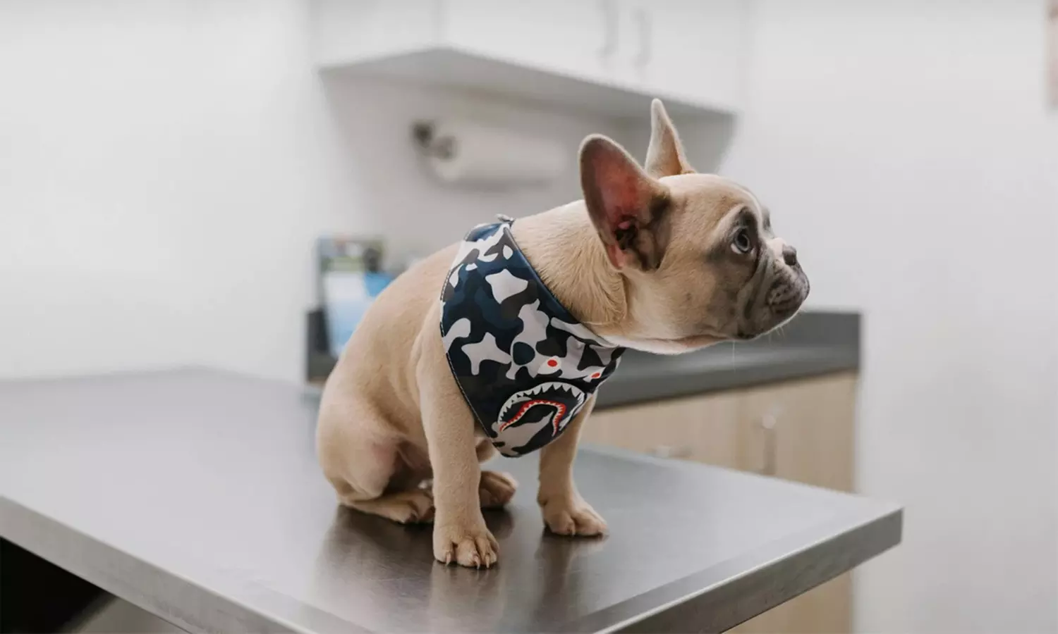 Vacuna para perro o gato en Centre Veterinari Terrassa