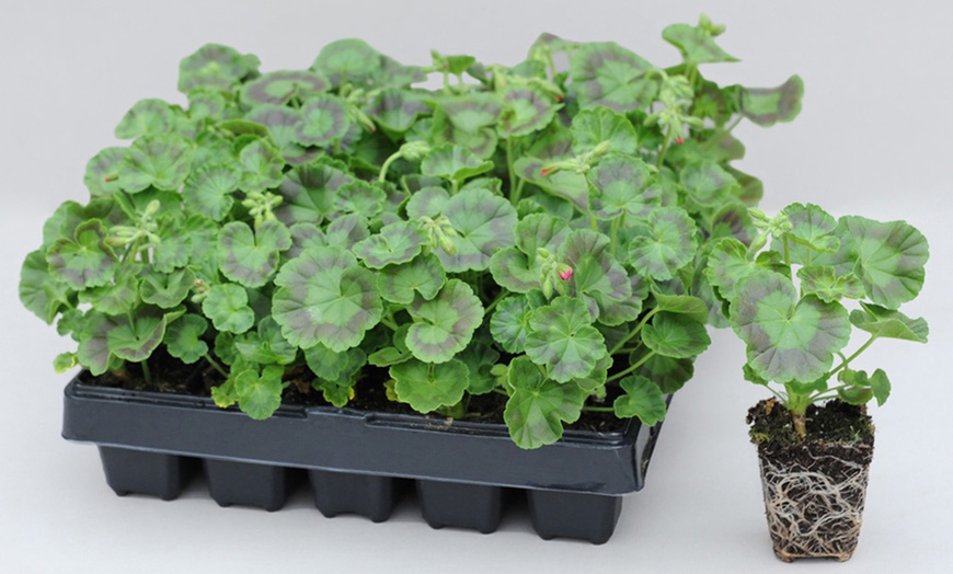 Image 7: 15 or 30 Garden Ready Geranium Plants