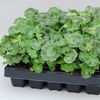 Image 7: 15 or 30 Garden Ready Geranium Plants