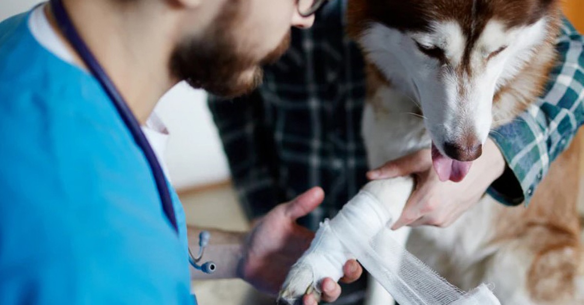 Curso online de primeros auxilios y fisioterapia para mascotas