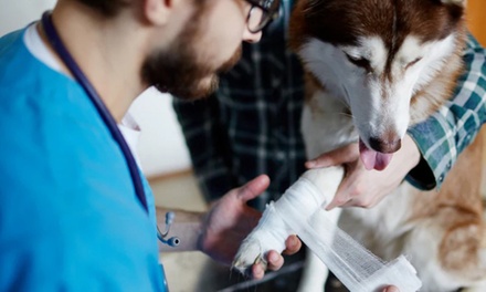 Curso online de primeros auxilios y RCP para mascotas (20 horas) - International Open Academy