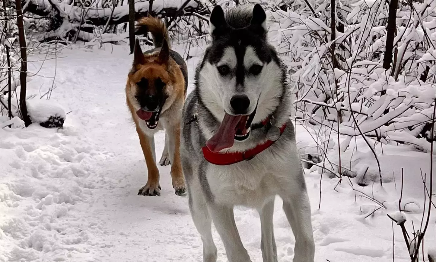 Enjoy a 30-Minute One or Three Dog Walk For One or Two Dogs