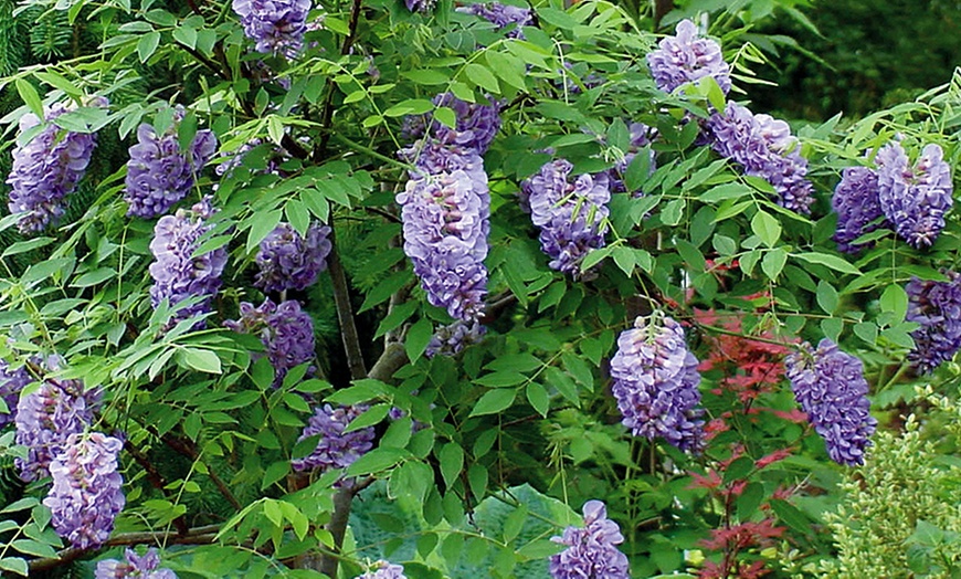 Image 2: YouGarden Wisteria Amethyst Falls
