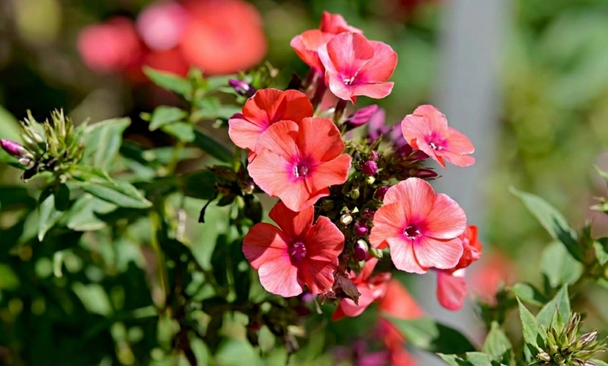 Image 4: Mixed Phlox Paniculata 'Fragrant Collection' - 3 or 12 Plants