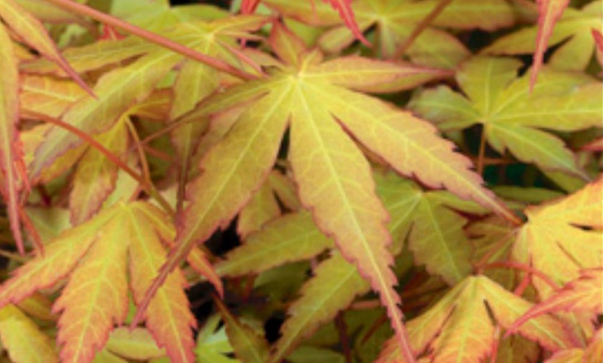 Image 13: Mixed Japanese Acer Palmatum Potted Plants