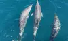 Dolphin and Island Tour for One Adult or Child at Uncharted Waters Dolphin and Fishing Charters (Up to 20% Off)