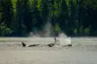 Explore a 4-Hour Wildlife & Whale Watching Journey in Campbell River with 1 Adult / Child Ticket (Up to 20% Off) - Second Medium