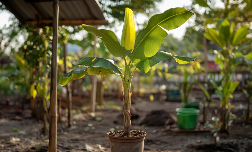 Image 1: Rootz Set of Two Musa Basjoo Hardy Banana Plants