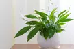 Air-Purifying Houseplant Collection - 3 or 6 Potted Plants - Second Medium