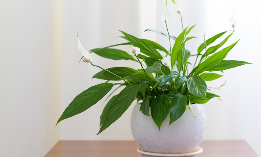 Image 6: Air-Purifying Houseplant Collection - 3 or 6 Potted Plants