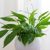 Image 6: Air-Purifying Houseplant Collection - 3 or 6 Potted Plants
