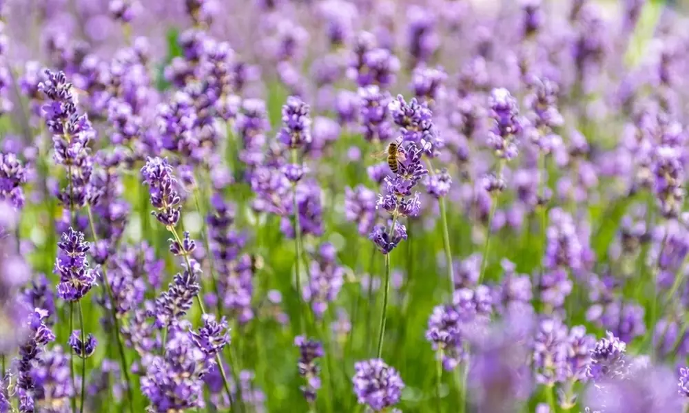 Upto 60 Lavender Munstead Plants