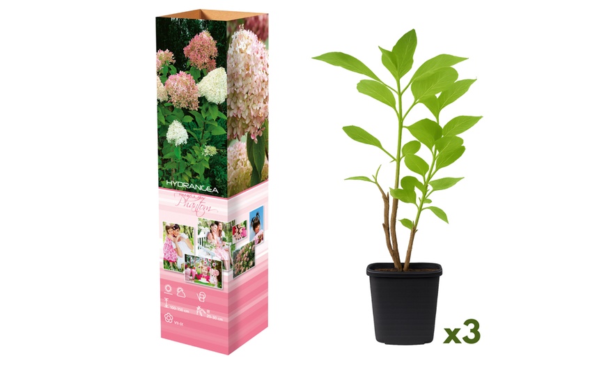 Image 2: Plants d'hortensias colorés