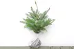 Hardy Korean Fir Tree- 1, 2 or 3 Plants - Second Medium
