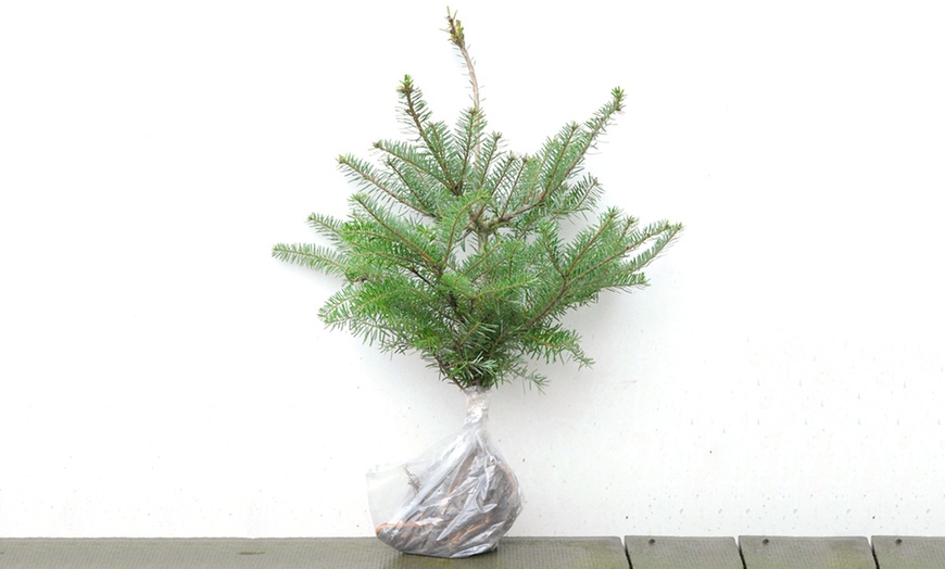 Image 3: Up to 3 Hardy Korean Fir Trees