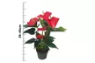Rootz — Plante d'intérieur tropicale Anthurium, couleur et taille au choix - Second Medium