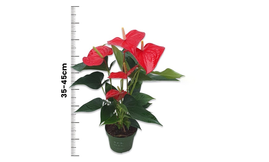 Image 7: Anthurium