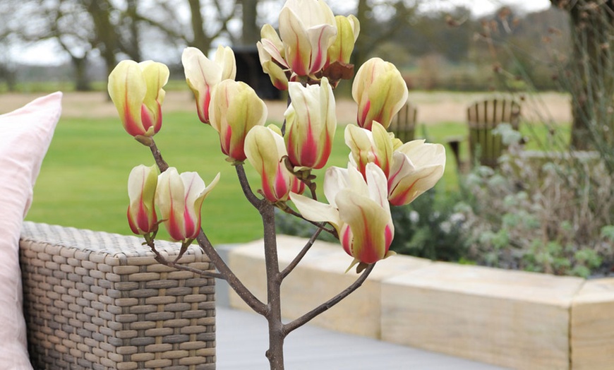 Image 3: Magnolia Patio Standard Trees - 5 Varieties to Choose From