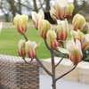Image 3: Magnolia Patio Standard Trees - 5 Varieties to Choose From