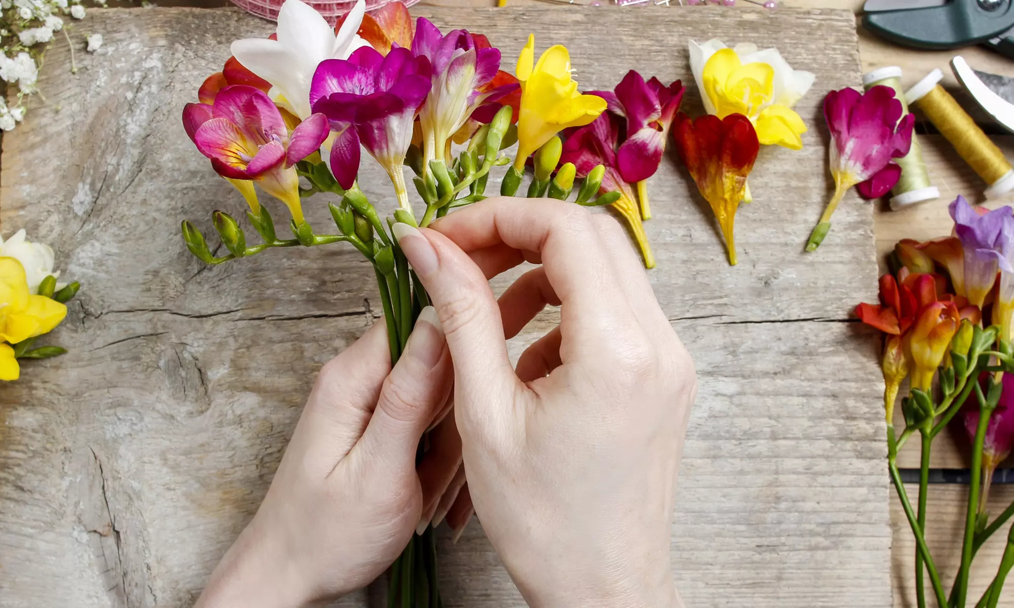 Famously Fragrant Mixed Freesia Flower Bulbs Vibrant and Aromatic Blooms