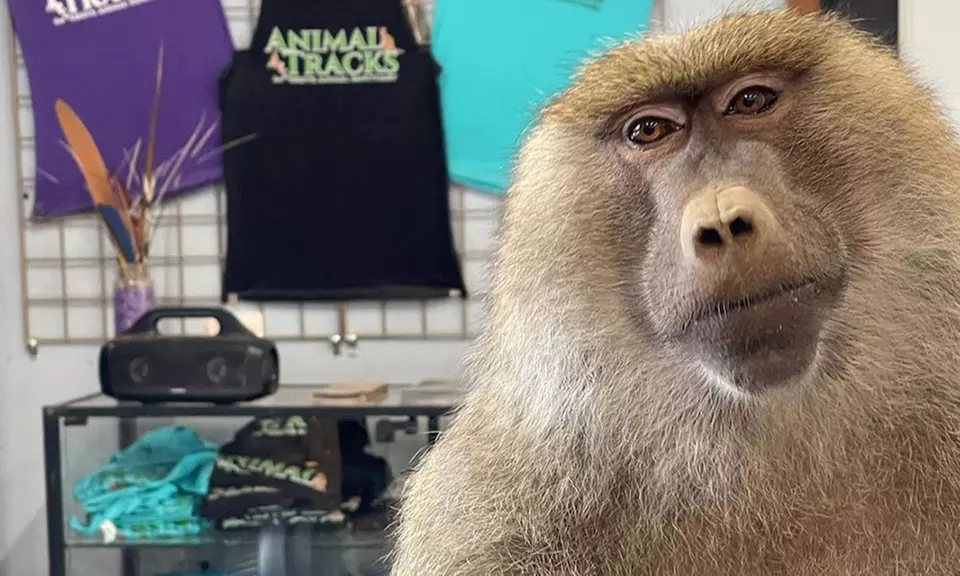 Up to 25% Off Immersive Animal Encounters at Animal Tracks