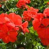 Image 6: Geranium 'Best Red' - 12, 36 or 72 Plants