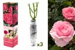1 sur 2 ensembles de 3 roses à grandes fleurs pour l'extérieur, variété au choix - Image 7