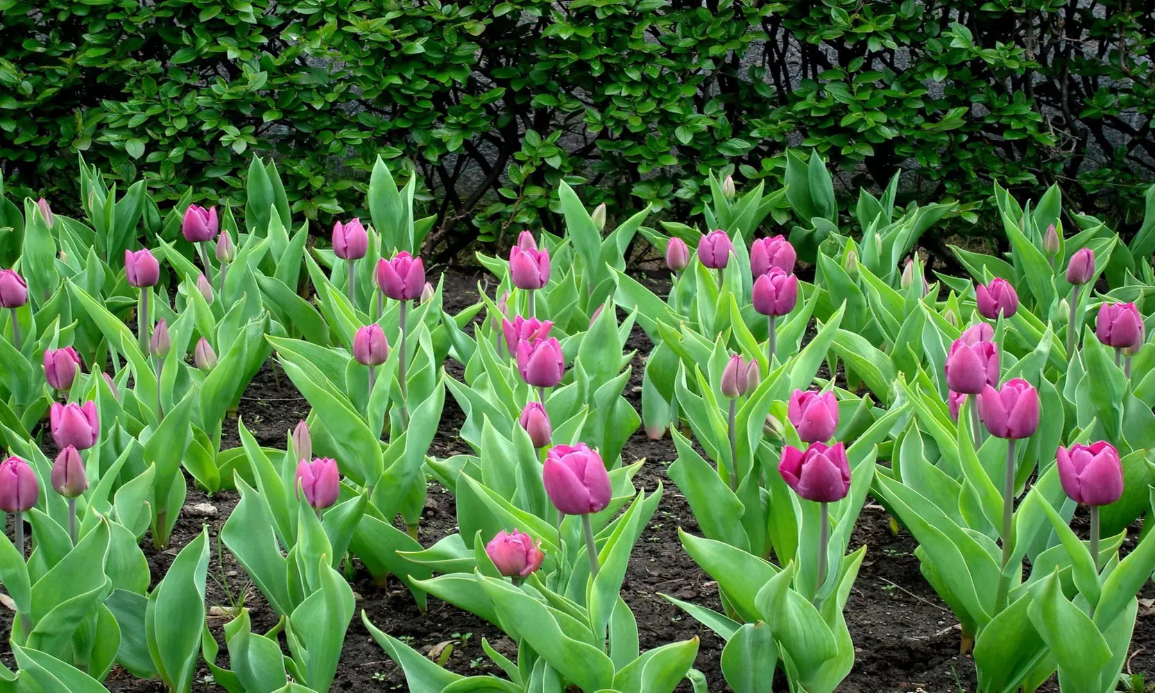 Lavender Purple Trophy Tulip Flowers (10, 20, & 40 Bulbs With Planting Tool)