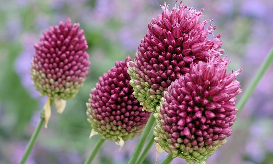 Image 4: 100 or 200 Allium Sphaerocephalon Bulbs; Summer-Blooming Flowers