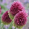Image 4: 100 or 200 Allium Sphaerocephalon Bulbs; Summer-Blooming Flowers
