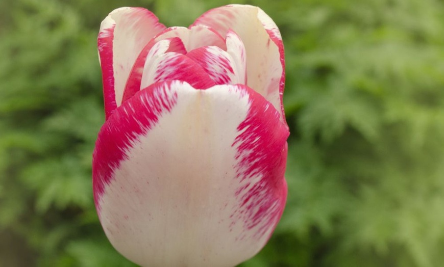Image 8: 32 Tulip Bulbs – Vibrant Colour Changing Variety