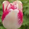Image 8: 32 Tulip Bulbs – Vibrant Colour Changing Variety