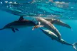 Glass Bottom Boat Tours – Explore Oahu’s Ocean Views, Sunset Cruises & Iconic Sea Life – All Year Round (Up to 10% Off) - Second Medium