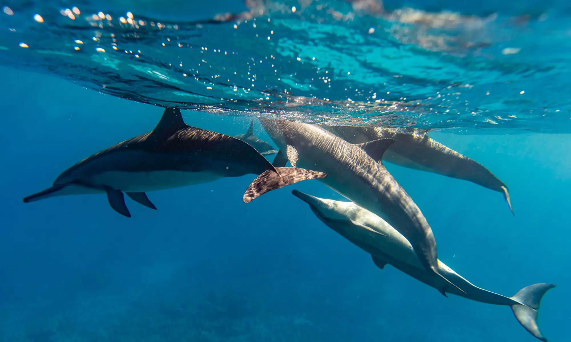 Glass Bottom Boat Tours in Waikiki – Vibrant Sea Life & Scenic Views 