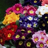 Image 1: Winter Flowering Primrose Mix - 24, 48 or 72 Plug Plants