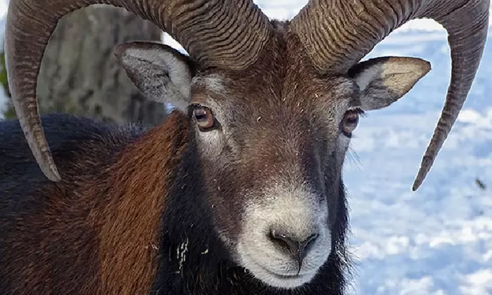 Tageskarte oder Familienkarte für den Tierpark Weißwasser