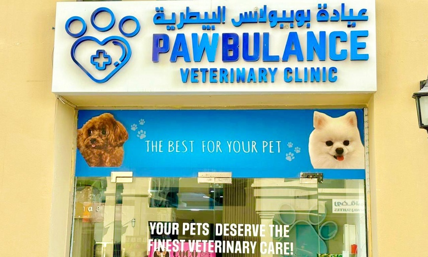 Image 9: Basic or Full Grooming for Small, Medium, Large or XL Size Dogs/Cats