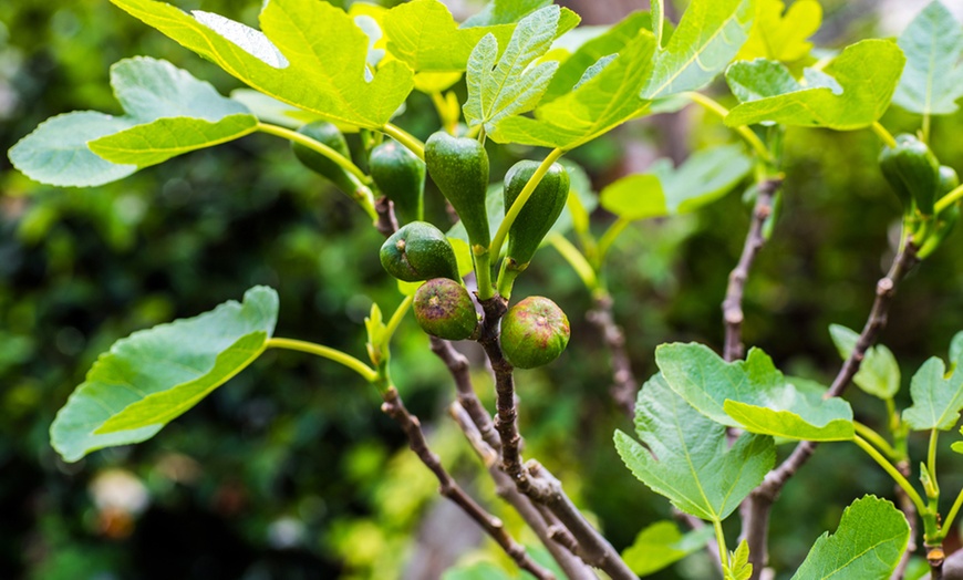 Image 8: Mediterranean Fruit Collection - Lemon, Calamondin, Lime and Fig