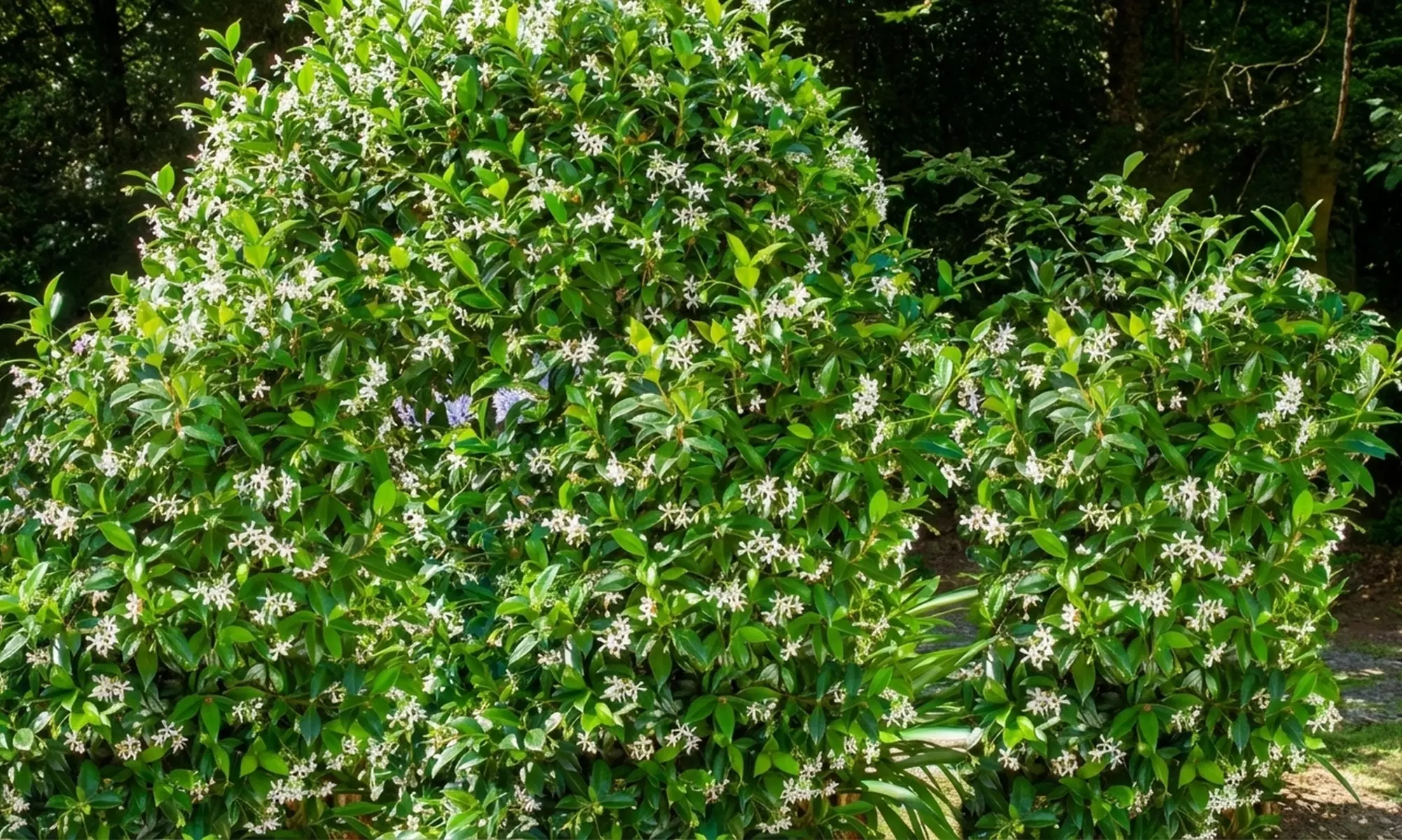 3 ou 6 plants de Jasmin de Toscane de Gardenzo