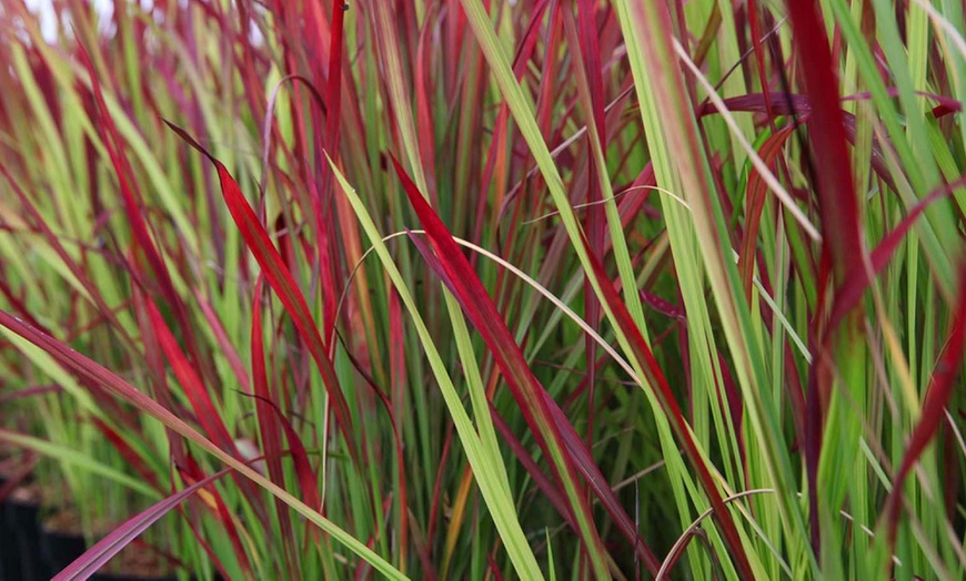 Image 4: Up to 3 Lomandra White Sands or Imperata (grass) Red Baron Plants 9cm