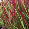 Image 4: Up to 3 Lomandra White Sands or Imperata (grass) Red Baron Plants 9cm