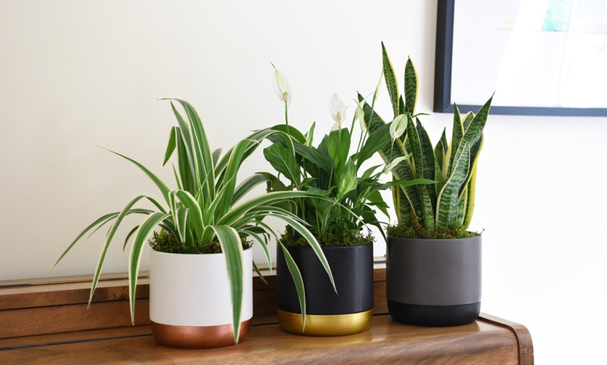 Image 2: Air-Purifying Houseplant Collection - 3 or 6 Potted Plants