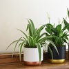 Image 2: Air-Purifying Houseplant Collection - 3 or 6 Potted Plants
