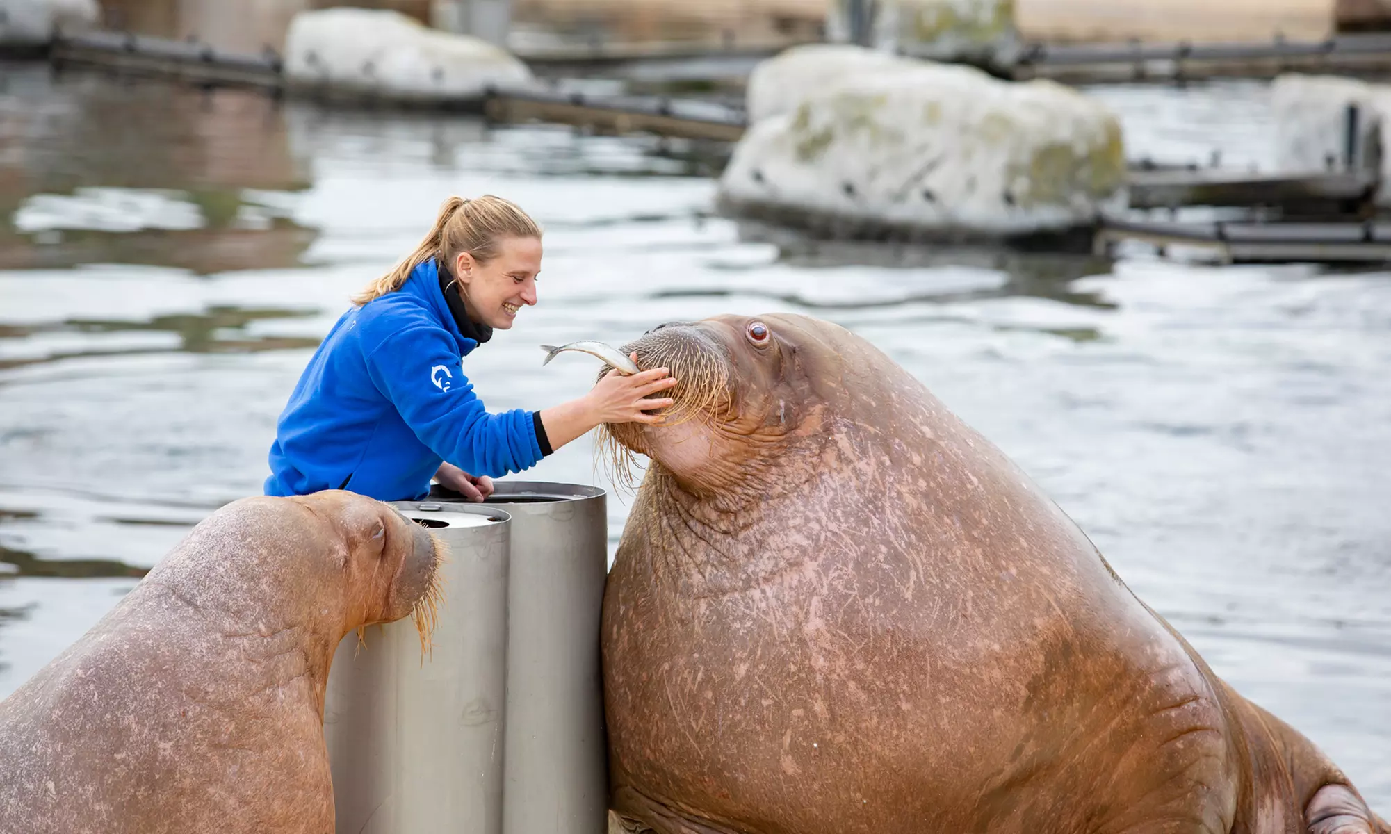 Einrittskarte "Dolfinarium" in Harderwijk, Niederlande für 1 Person